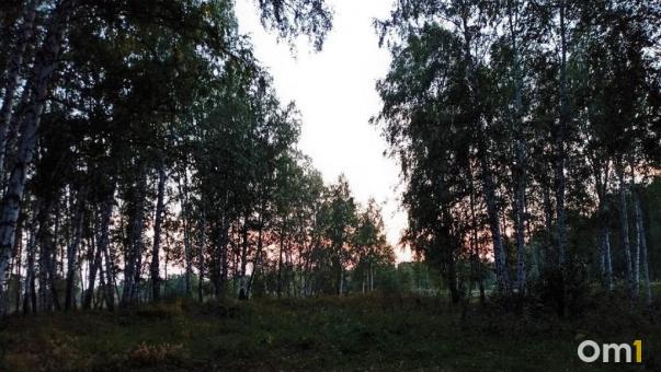 Стало известно, что случилось с дедом и внуком, которые пропали в лесу Омской области
