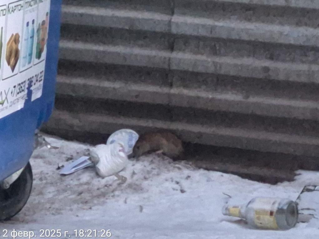 Кошмар во дворе МКД: фото и видео полчищ крыс показали жители Новосибирска
