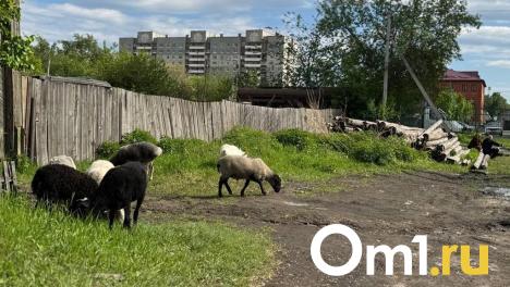 Омичи заметили на Телевизионке домашний скот, который выгуливают у многоэтажек