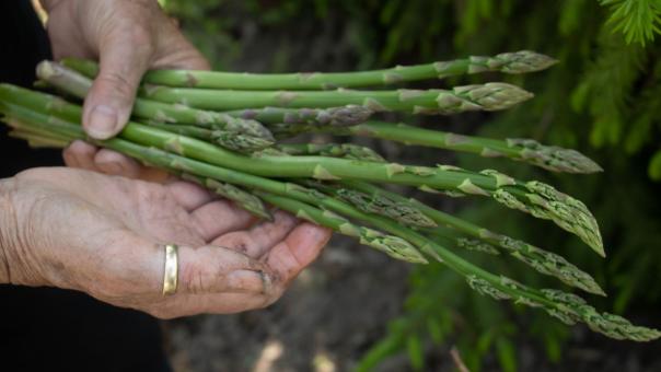 Гарнир королей: продукт, который очень полезен пенсионерам