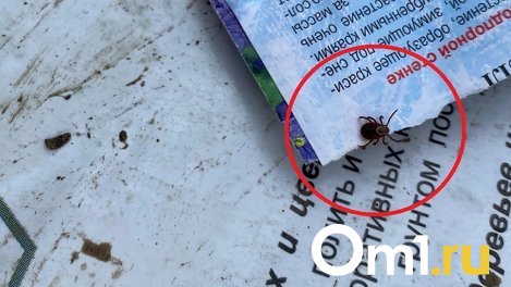 Клещи за неделю покусали более 2 тысяч жителей Новосибирской области