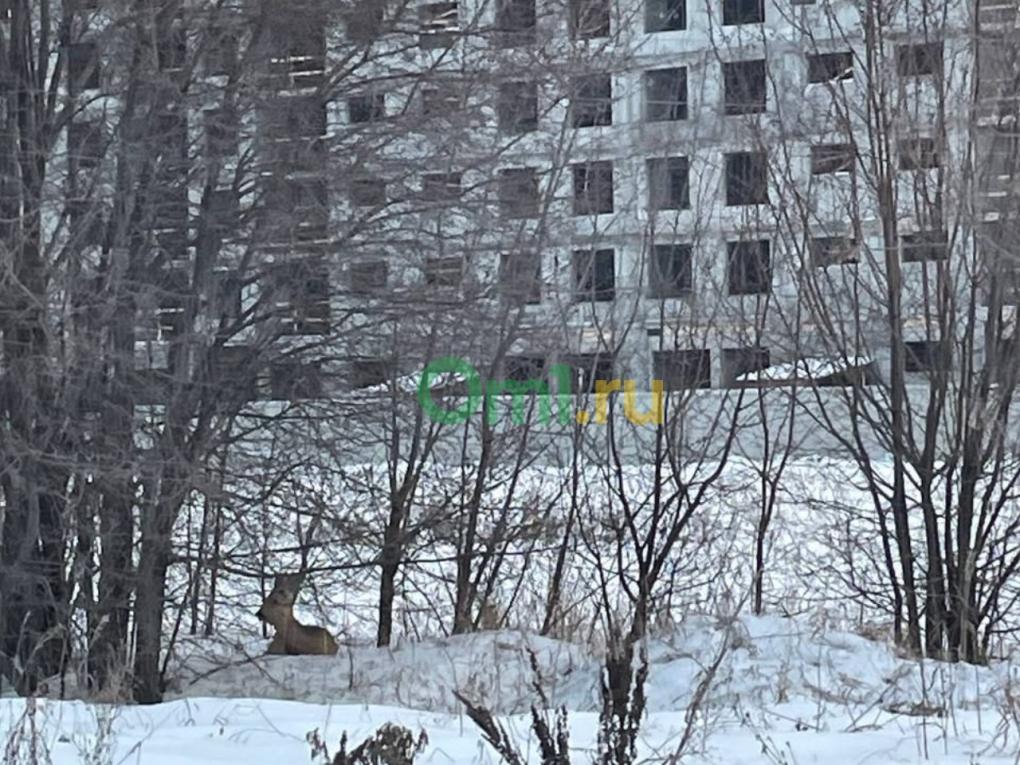 Омск переживает нашествие косуль: их массово сбивают на дорогах