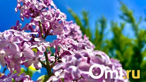 На всю неделю в Омскую область придёт 30-градусная жара
