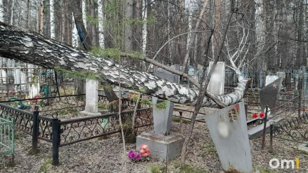 Чудо среди могил: упавшая берёза на кладбище Новосибирска не тронула ни одного памятника