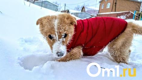 Потеплеет до +1: опубликован прогноз погоды в Омской области на ближайшие дни