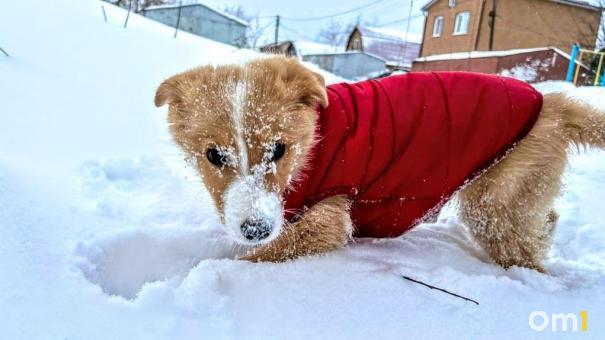 Потеплеет до +1: опубликован прогноз погоды в Омской области на ближайшие дни