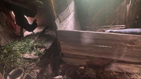 Пожилая женщина украла 12 кур у соседки в Омской области
