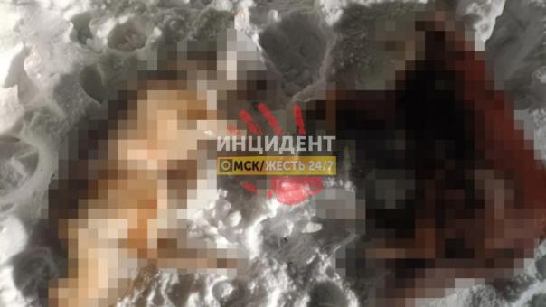 «Сердце разрывается»: в Омске неизвестный убил и выбросил двух собак