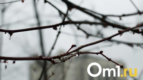 В Новосибирской области ожидается потепление до +12 градусов