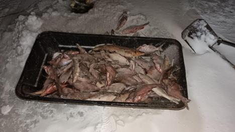 Мужчину с уловом на 100 тысяч рублей задержали в Новосибирской области