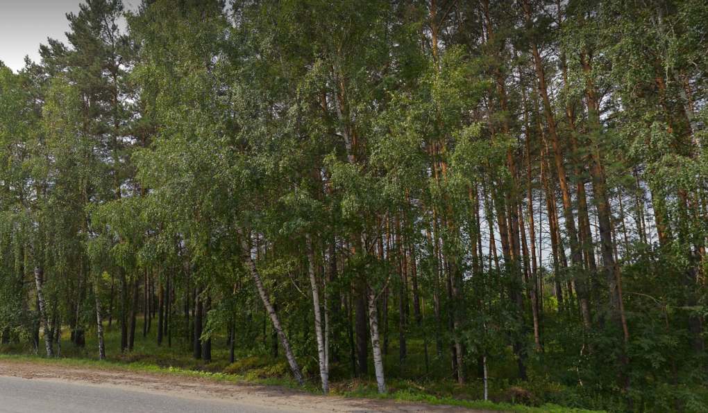 Где собирать землянику в Новосибирской области? Топ-5 популярных мест