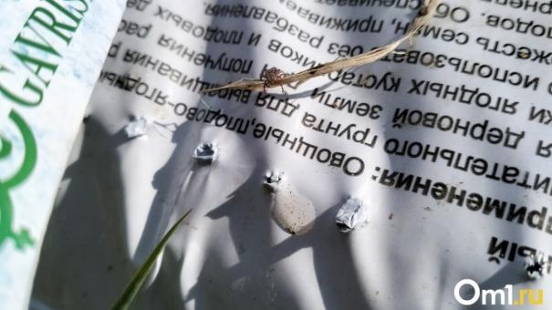 Клещевой вирусный энцефалит диагностировали 82 жителям Новосибирской области с начала сезона