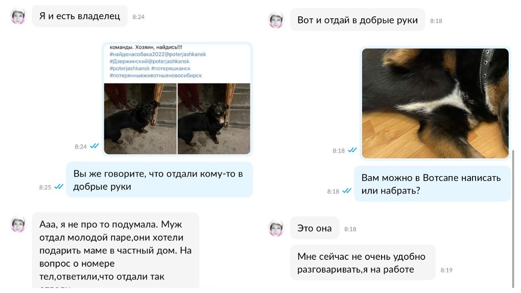 «Собирали по крупицам»: как новосибирские волонтёры спасли от инвалидности брошенного пса