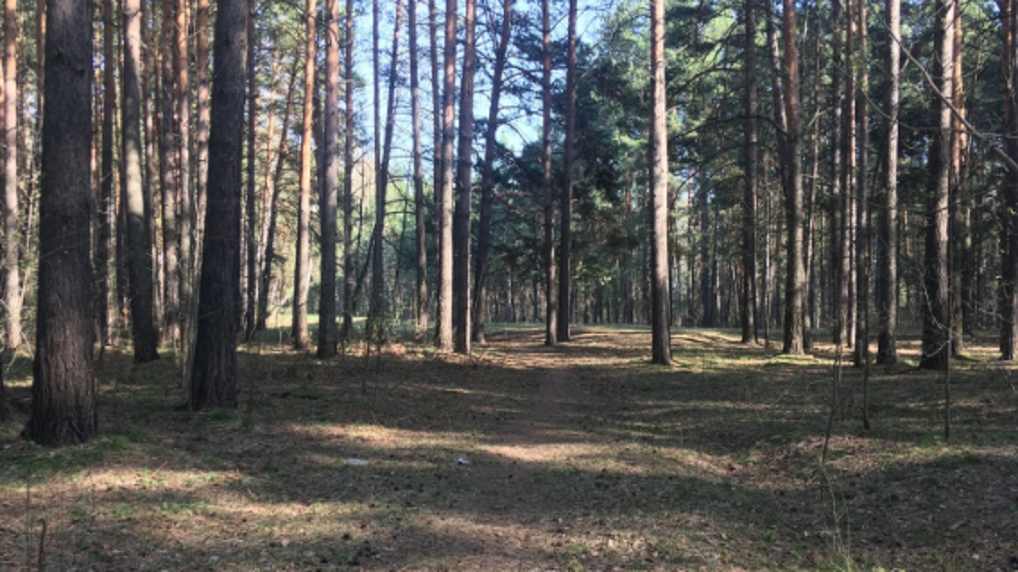 Грибной сезон начался в Новосибирской области: топ-10 заповедных мест