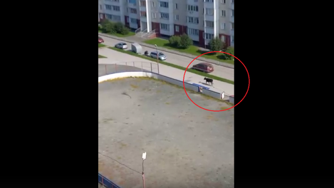 Корова на стадионе перепугала жителей Новосибирска. ВИДЕО