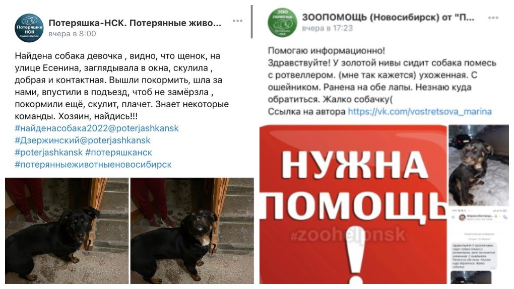 «Собирали по крупицам»: как новосибирские волонтёры спасли от инвалидности брошенного пса