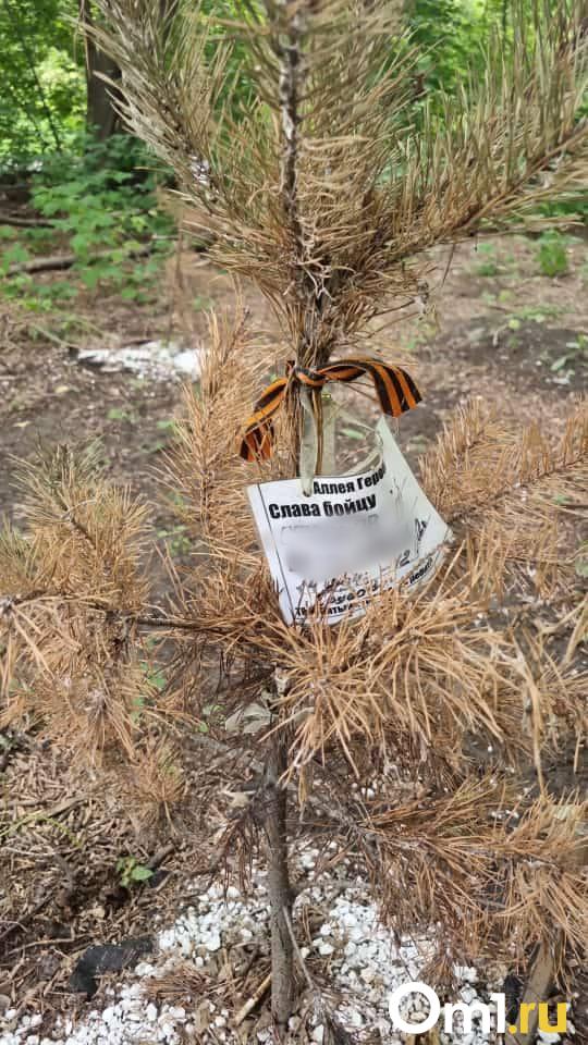 Засохшие деревья и вандалы: как Аллея Героев СВО превратилась в «памятник смерти»