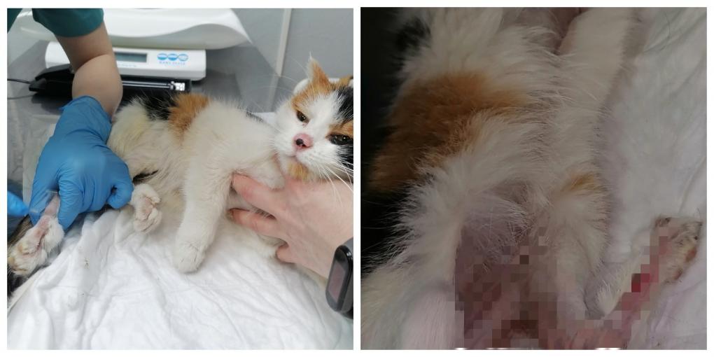 Кошку со страшной болезнью на лапах спасает жительница Новосибирска