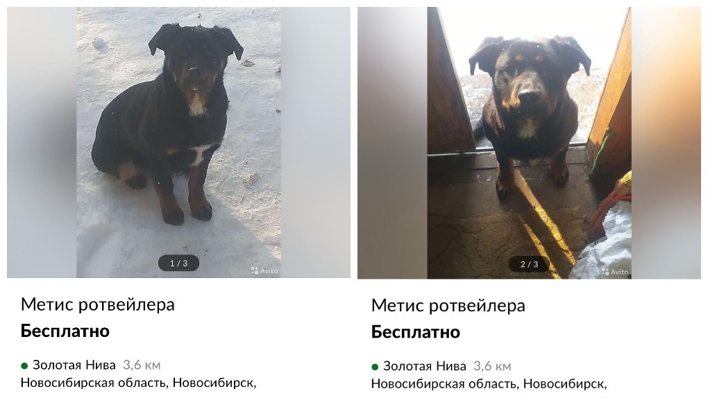 «Собирали по крупицам»: как новосибирские волонтёры спасли от инвалидности брошенного пса