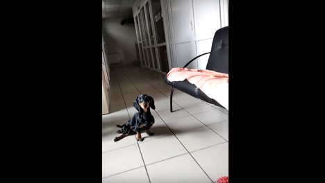 «Этот человек просто невероятный»: в Омске у таксы Карлуши, который борется за жизнь, появился хозяин