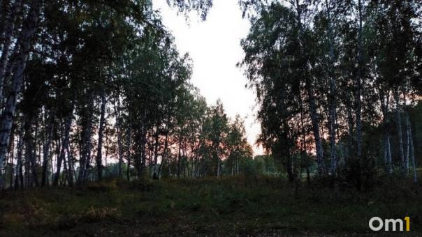 Новосибирский парк оцепили из-за гуляющего медведя