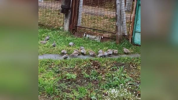 «Будут до весны по огородам шлындать»: дикие куропатки пришли в микрорайон Бугринский в Новосибирске