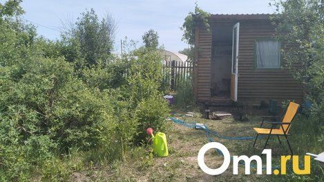 Новосибирский агроном рассказала, когда лучше обобрать смородину и малину летом 2023 года