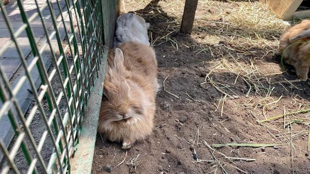 В Городском саду завёлся заяц