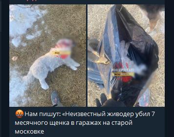 Живодёр проломил череп щенку на окраине Омска